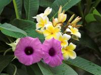 Frangipani- und Kelchblüten